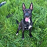 dog, black_dog, grass, outdoor, pet, animal, happy, tongue_out, ears_up, nature, green, field, canine, sitting, playful, friendly, summer, sunlight, alert, domestic_animal