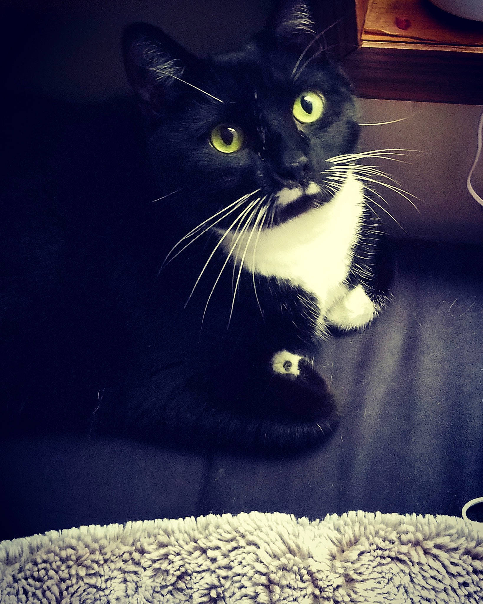 Trout joined the competition — help win amazing prizes! asian, black, black_and_white, black_cat, carnivore, cat, darkness, domestic_short_haired_cat, european_shorthair, eye, felidae, ojos_azules, polydactyl_cat, small_to_medium_sized_cats, snout, whiskers