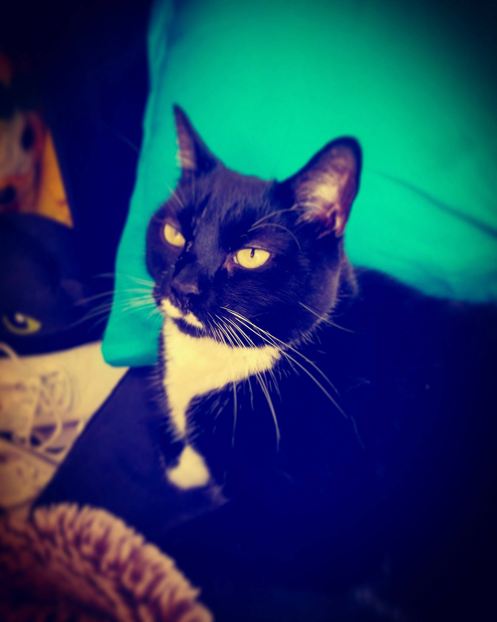 Trout joined the competition — help win amazing prizes! asian, black_cat, blue, carnivore, cat, cloud, domestic_short_haired_cat, ear, eye, felidae, fur, kitten, night, nose, ojos_azules, sky, small_to_medium_sized_cats, whiskers