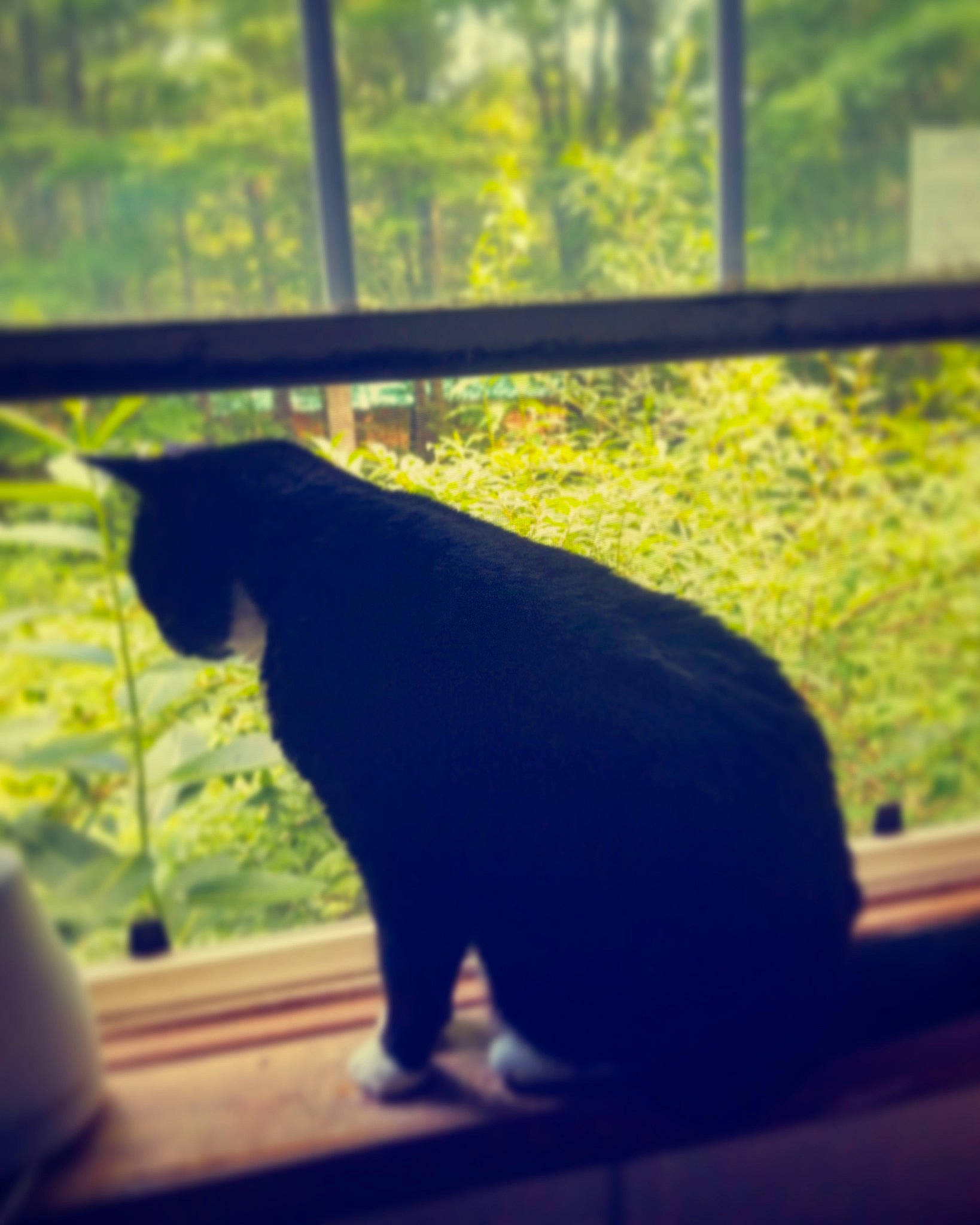 Trout joined the competition — help win amazing prizes! bear, carnivore, green, leaf, sunlight, tail, tints_and_shades, wildlife, window, zoo