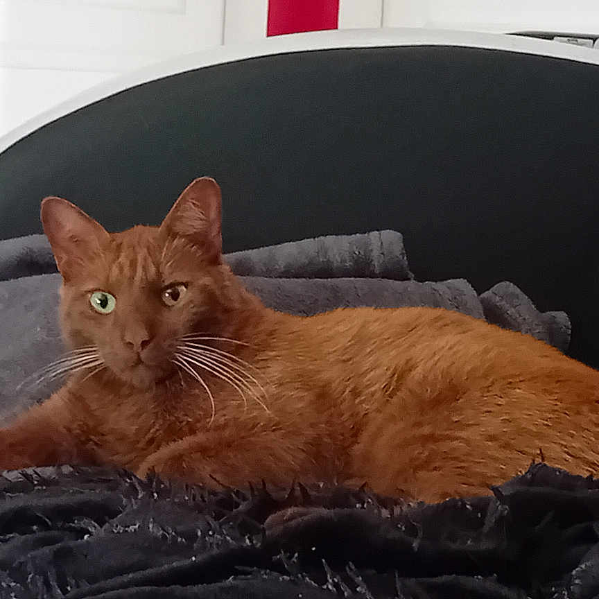 Berlioz a rejoint le concours — aidez-le/la à gagner de superbes lots ! abyssinian, animal, architecture, armchair, blackcat, blanket, building, cat, chair, couch, cushion, furniture, headrest, homedecor, indoors, kitten, livingroom, manx, pet, room