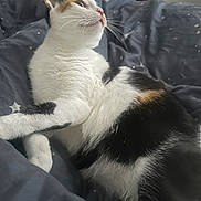 Glinda joined the competition — help win amazing prizes! animal, bed, blanket, calico, cat, cozy, curious, cute, domestic, feline, fur, indoor, mammal, paw, pet, relaxed, resting, side_profile, star_pattern, whiskers