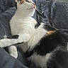 animal, bed, blanket, calico, cat, cozy, curious, cute, domestic, feline, fur, indoor, mammal, paw, pet, relaxed, resting, side_profile, star_pattern, whiskers