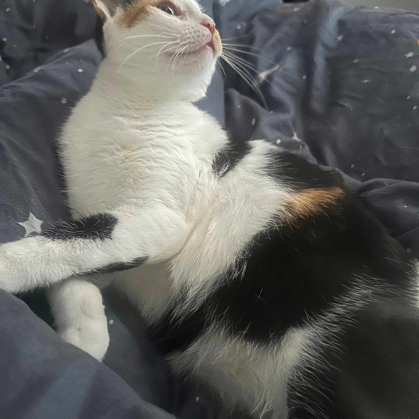 Glinda joined the competition — help win amazing prizes! animal, bed, blanket, calico, cat, cozy, curious, cute, domestic, feline, fur, indoor, mammal, paw, pet, relaxed, resting, side_profile, star_pattern, whiskers