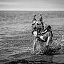 dog, running, water, splash, black_and_white, outdoor, animal, canine, happy, playful, tongue_out, ears_up, nature, sea, shore, wet, motion, energetic, pet, summer