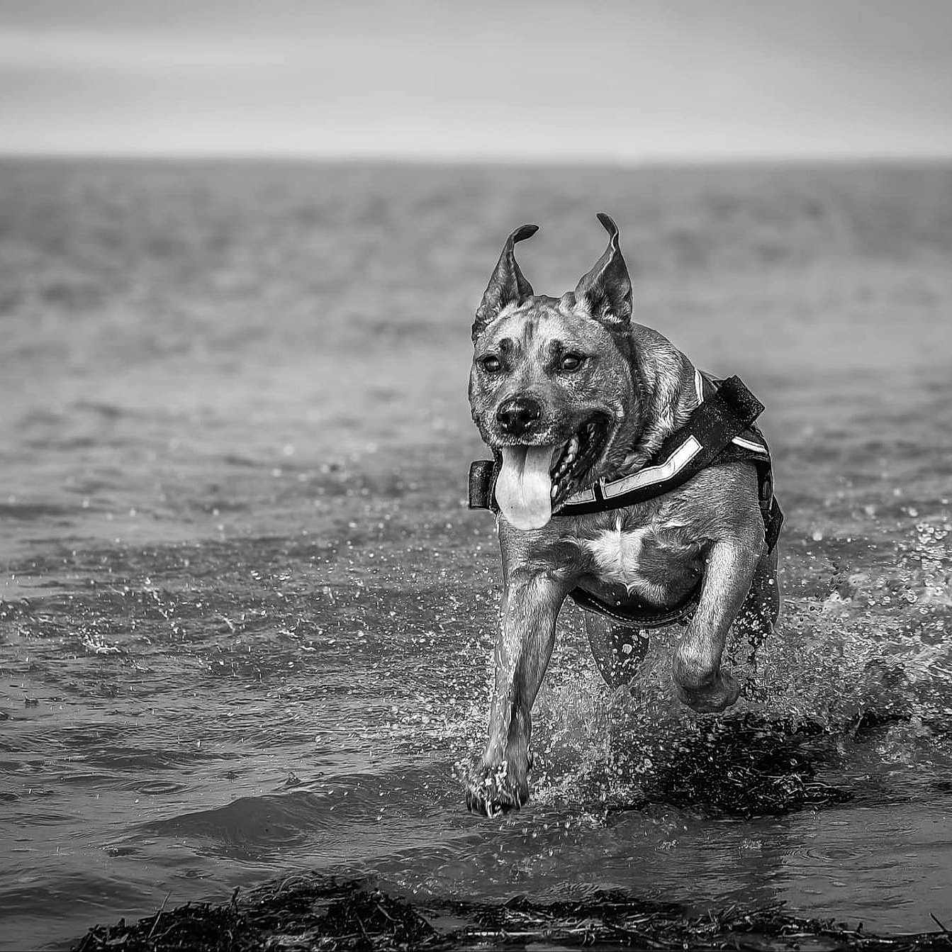 Filou participe au concours pour gagner de l'argent avec cette photo : animal, black_and_white, canine, dog, ears_up, energetic, happy, motion, nature, outdoor, pet, playful, running, sea, shore, splash, summer, tongue_out, water, wet