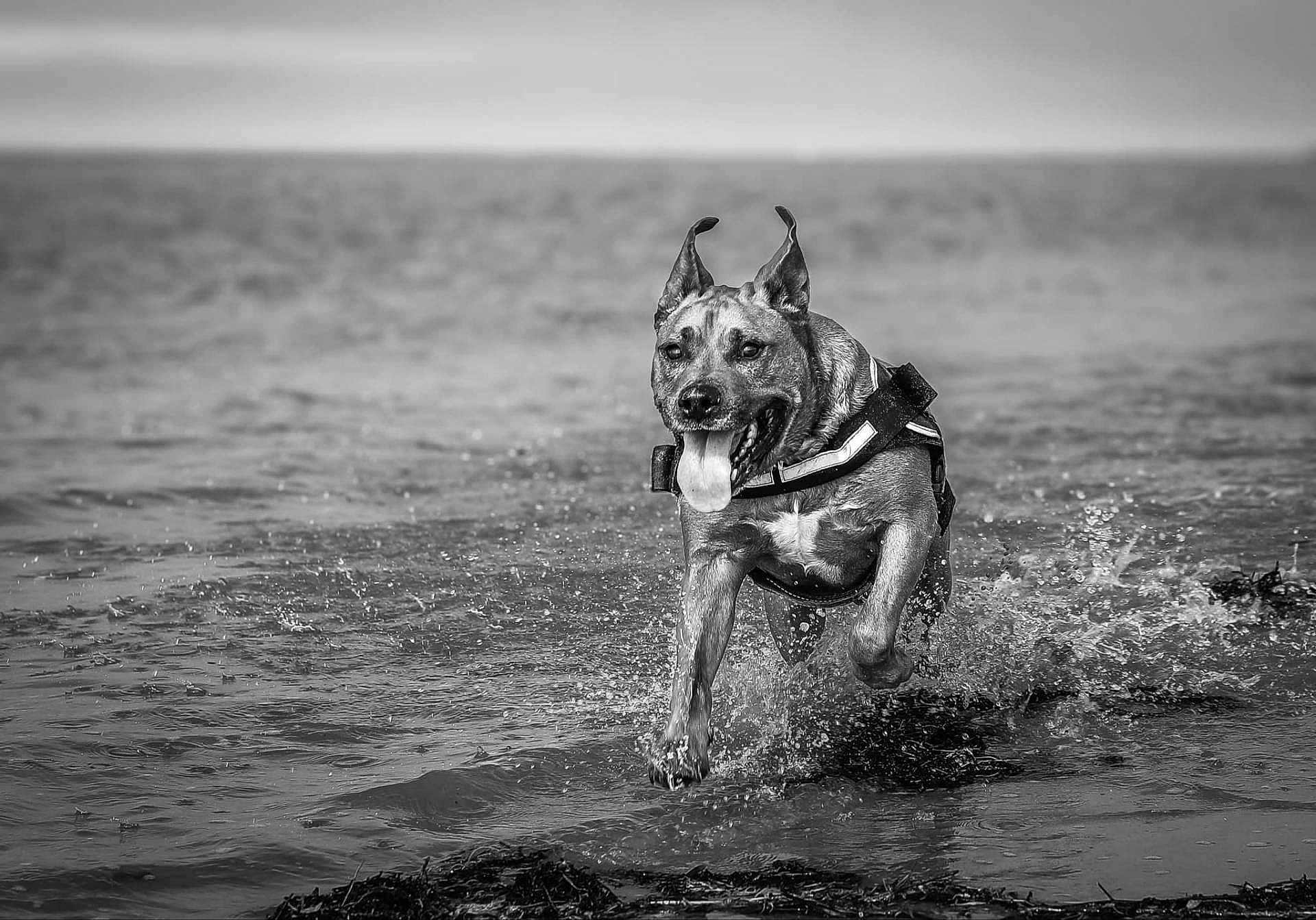 Filou participe au concours pour gagner de l'argent avec cette photo : dog, running, water, splash, black_and_white, outdoor, animal, canine, happy, playful, tongue_out, ears_up, nature, sea, shore, wet, motion, energetic, pet, summer