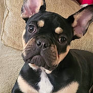 Brutus is registered to the contest to win money with this photo: dog, french_bulldog, black_and_tan, pet, couch, indoor, ear, fur, canine, companion, animal, cute, portrait, relaxed, looking_at_camera, two_dogs, dog_in_clothing, sofa, home, playful