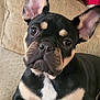 dog, french_bulldog, black_and_tan, pet, couch, indoor, ear, fur, canine, companion, animal, cute, portrait, relaxed, looking_at_camera, two_dogs, dog_in_clothing, sofa, home, playful