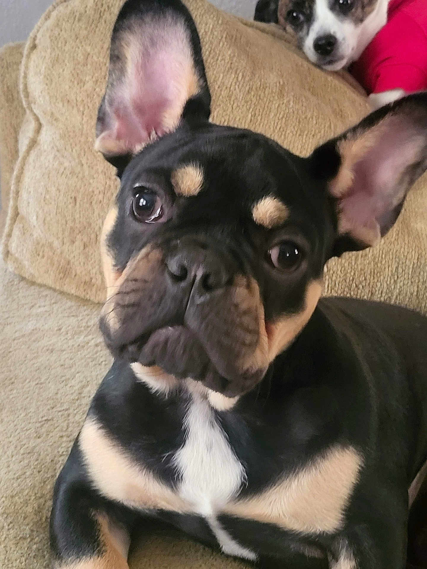 Brutus
