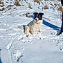 animal, canine, cold, daylight, dog, footprints, fur, grass, happy, hill, landscape, nature, outdoor, person, pet, playful, shadow, snow, sunlight, winter