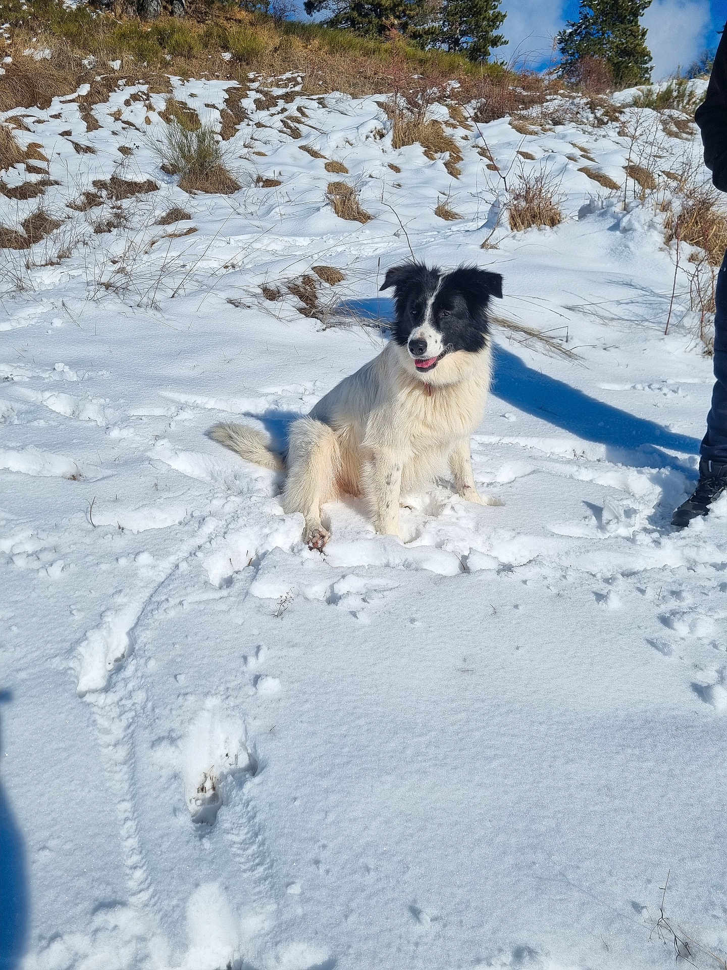 Arya a rejoint le concours — aidez-le/la à gagner de superbes lots ! dog, snow, outdoor, animal, winter, footprints, grass, hill, sunlight, shadow, pet, nature, cold, playful, happy, canine, fur, landscape, daylight, person