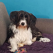 Ouxa a rejoint le concours — aidez-le/la à gagner de superbes lots ! black_and_white, blanket, blue_wall, bone, couch, dog, ears, fur, gray, indoor, long_hair, looking_at_camera, nose, pet, purple, relaxed, sitting, snout, tail, toy