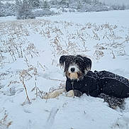 Ouxa a rejoint le concours — aidez-le/la à gagner de superbes lots ! animal, black_coat, canine, cold_weather, dog, fur, fur_dusted, grass, landscape, lying_down, nature, outdoor, pet, quiet, serene, snow, snowflakes, snowy_field, winter, winter_coat