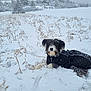 animal, black_coat, canine, cold_weather, dog, fur, fur_dusted, grass, landscape, lying_down, nature, outdoor, pet, quiet, serene, snow, snowflakes, snowy_field, winter, winter_coat