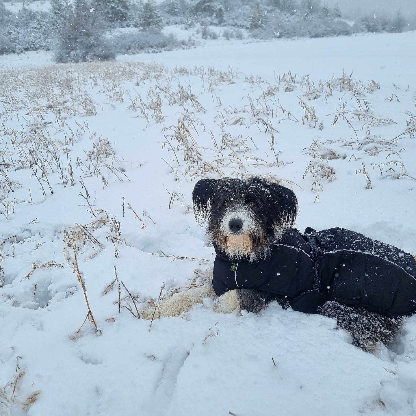 Ouxa a rejoint le concours — aidez-le/la à gagner de superbes lots ! animal, black_coat, canine, cold_weather, dog, fur, fur_dusted, grass, landscape, lying_down, nature, outdoor, pet, quiet, serene, snow, snowflakes, snowy_field, winter, winter_coat