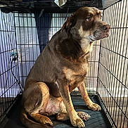 King is registered to the contest to win money with this photo: dog, cage, crate, brown_dog, indoor, pet, animal, floor, metal_bars, shadow, light, contemplative, seated, furniture, wall, calm, paws, tail, ears, expression