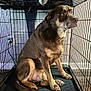 dog, cage, crate, brown_dog, indoor, pet, animal, floor, metal_bars, shadow, light, contemplative, seated, furniture, wall, calm, paws, tail, ears, expression
