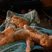 Eli is registered to the contest to win money with this photo: cat, orange_cat, sleeping, lounging, quilt, blue_quilt, indoor, living_room, television, furniture, relaxed, pet, animal, cozy, home, floor, wood_floor, entertainment_center, resting, cute