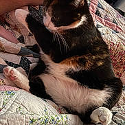 Iris joined the competition — help win amazing prizes! animal, bed, blanket, calico, cat, comfort, cozy, domestic, feline, fur, hand, indoor, patchwork, paw, person, pet, quilt, relaxed, resting, whiskers