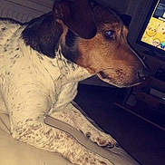 Sonie participe au concours pour gagner de l'argent avec cette photo : dog, indoor, couch, spotted_dog, pet, canine, living_room, television, furniture, animal, relaxing, side_view, brown, white, ears, paw, snout, domestic_animal, home, quiet