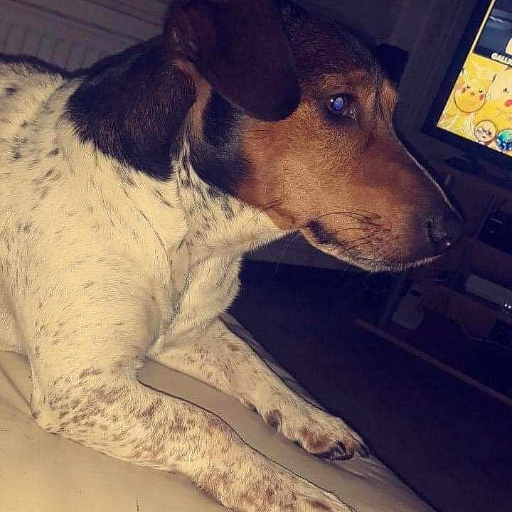 Sonie participe au concours pour gagner de l'argent avec cette photo : animal, brown, canine, couch, dog, domestic_animal, ears, furniture, home, indoor, living_room, paw, pet, quiet, relaxing, side_view, snout, spotted_dog, television, white