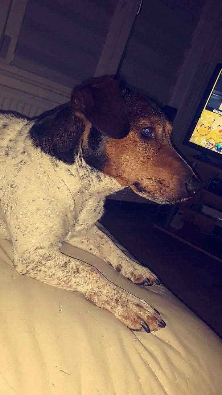 Sonie participe au concours pour gagner de l'argent avec cette photo : dog, indoor, couch, spotted_dog, pet, canine, living_room, television, furniture, animal, relaxing, side_view, brown, white, ears, paw, snout, domestic_animal, home, quiet
