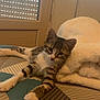 Alix a rejoint le concours — aidez-le/la à gagner de superbes lots ! kitten, cat, tabby, pet, animal, indoor, bedspread, blanket, feline, cute, resting, striped, paw, window, light, soft, cozy, home, relaxed, fur