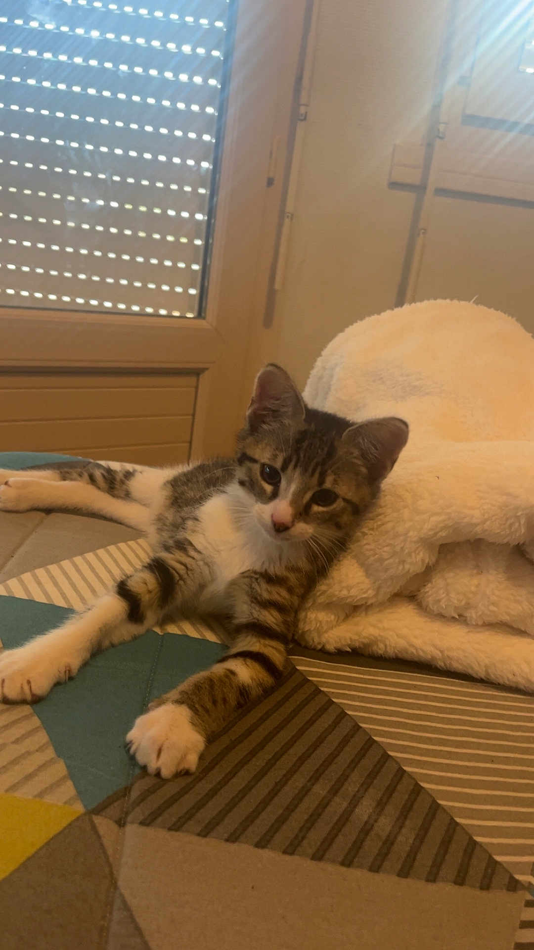 Alix a rejoint le concours — aidez-le/la à gagner de superbes lots ! kitten, cat, tabby, pet, animal, indoor, bedspread, blanket, feline, cute, resting, striped, paw, window, light, soft, cozy, home, relaxed, fur