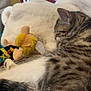 Alix participe au concours pour gagner de l'argent avec cette photo : cat, tabby, sleeping, blanket, plush_toy, pillow, indoor, furniture, striped, fur, pet, cozy, relaxing, cute, animal, home, resting, soft, domestic, napping
