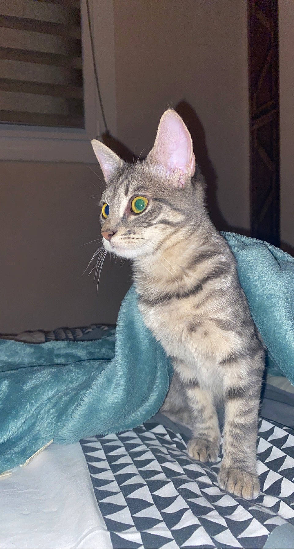 Neko participe au concours pour gagner de l'argent avec cette photo : carnivore, cat, claw, curious, domestic_short_haired_cat, felidae, fur, grey, paw, sitting, small_to_medium_sized_cats, tail, terrestrial_animal, whiskers, window