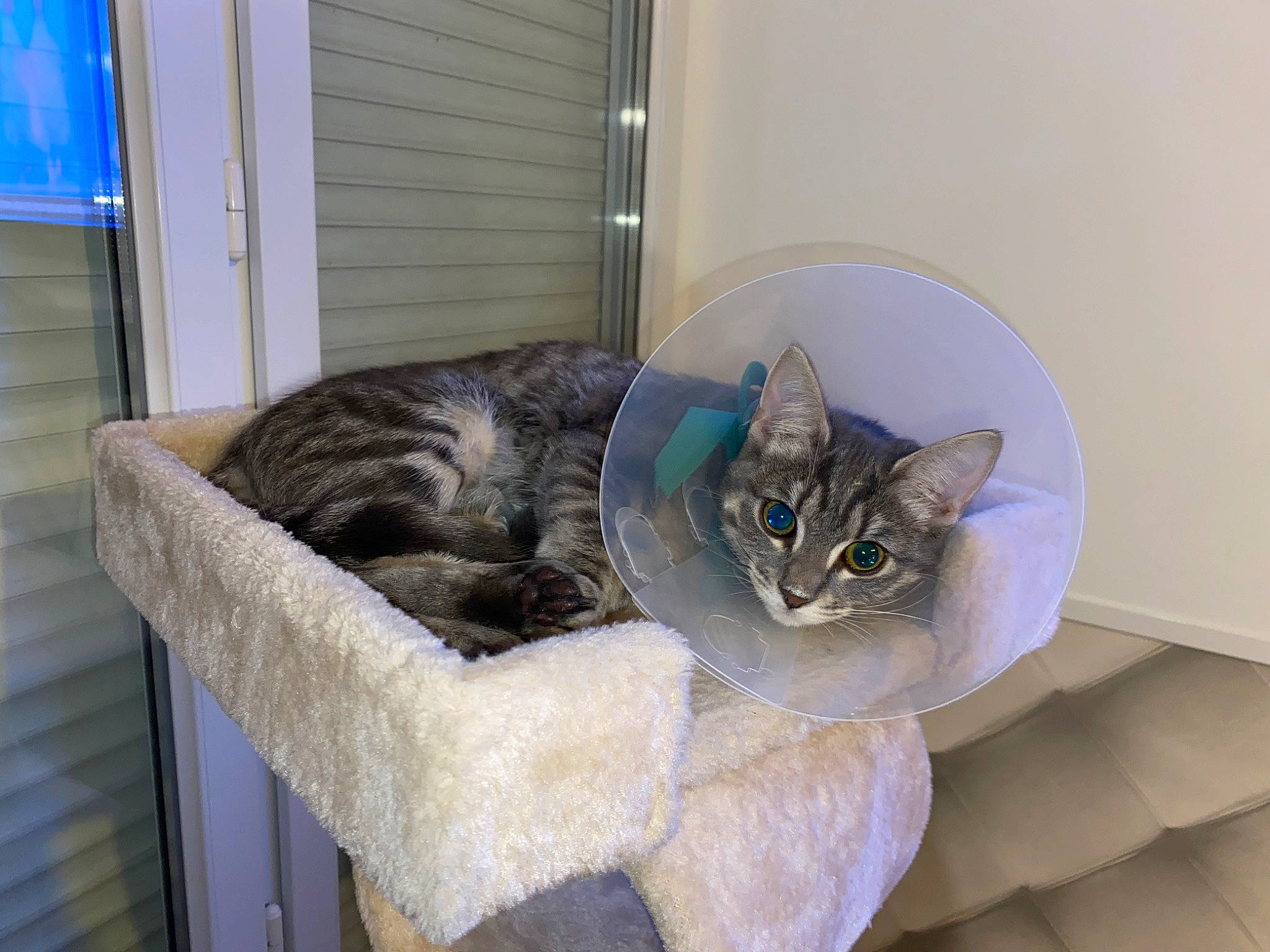 Neko a rejoint le concours — aidez-le/la à gagner de superbes lots ! blue, carnivore, cat, cat_bed, cat_supply, comfort, couch, domestic_short_haired_cat, felidae, fur, grey, room, small_to_medium_sized_cats, tail, whiskers