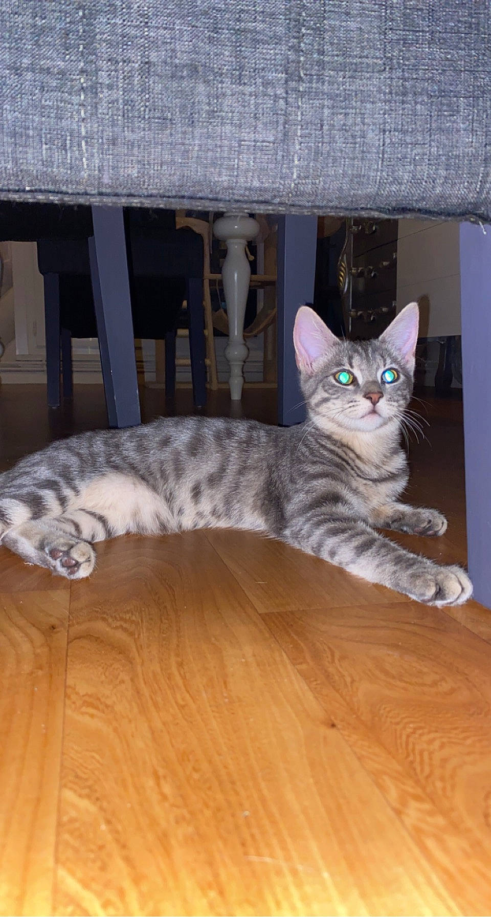 Neko a rejoint le concours — aidez-le/la à gagner de superbes lots ! carnivore, cat, comfort, domestic_short_haired_cat, door, felidae, flooring, fur, grey, hardwood, laminate_flooring, mammal, paw, small_to_medium_sized_cats, snout, tail, vertebrate, whiskers, wood, wood_flooring