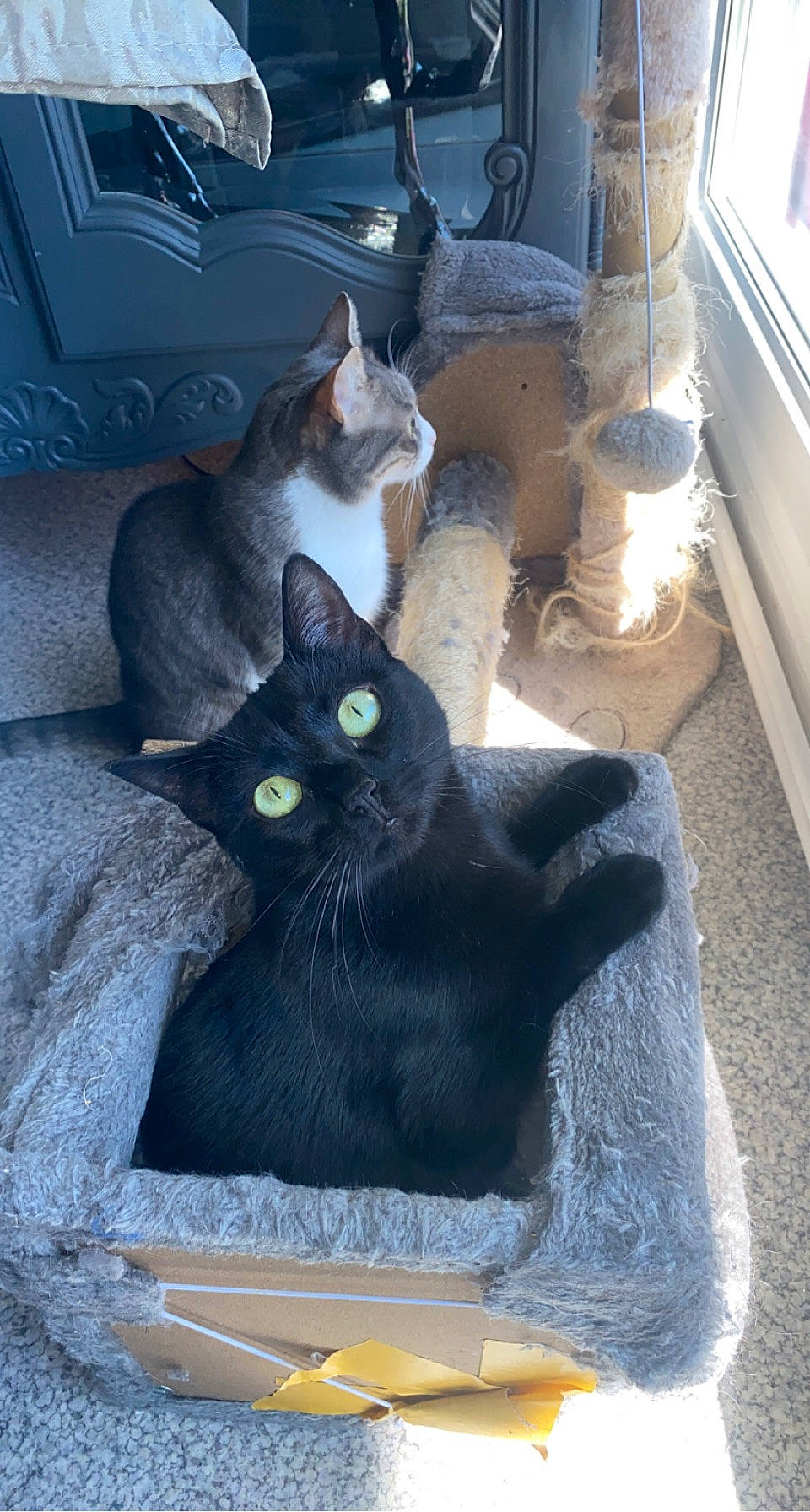 Mia participe au concours pour gagner de l'argent avec cette photo : black_cat, carnivore, cat, chair, domestic_short_haired_cat, eye, fawn, felidae, flooring, fur, grey, hardwood, plant, sitting, small_to_medium_sized_cats, snout, tail, whiskers, window, wood