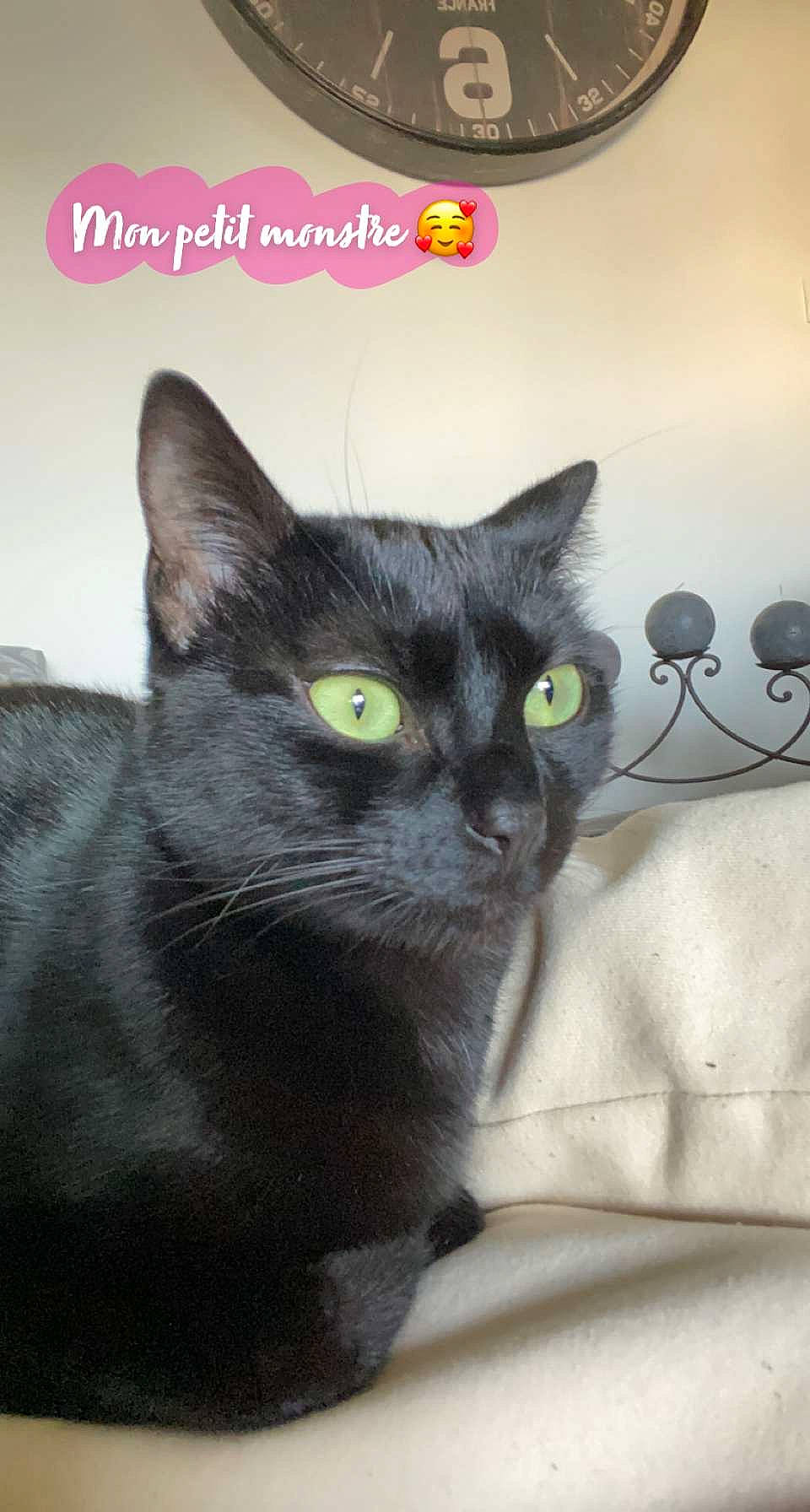 Mia a rejoint le concours — aidez-le/la à gagner de superbes lots ! black_cat, bombay, carnivore, cat, domestic_short_haired_cat, felidae, font, fur, grey, small_to_medium_sized_cats, snout, terrestrial_animal, whiskers