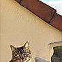 Balia participe au concours pour gagner de l'argent avec cette photo : animal, balcony, cat, closeup, curious, daylight, domestic_cat, feline, green_eyes, nature, outdoor, pet, portrait, railing, resting, sky, sunlight, tabby_cat, texture, wall