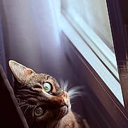 Balia participe au concours pour gagner de l'argent avec cette photo : animal, cat, close_up, curious, cute, domestic_cat, face, feline, fur, green_eyes, indoor, looking_up, natural_light, pet, portrait, side_view, soft_light, tabby, whiskers, window