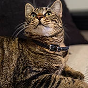 Balia a rejoint le concours — aidez-le/la à gagner de superbes lots ! cat, tabby, pet, feline, collar, whiskers, green_eyes, fur, striped, indoor, relaxed, closeup, portrait, animal, domestic, cute, lying_down, curious, soft_focus, background_blur
