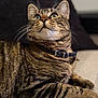 cat, tabby, pet, feline, collar, whiskers, green_eyes, fur, striped, indoor, relaxed, closeup, portrait, animal, domestic, cute, lying_down, curious, soft_focus, background_blur