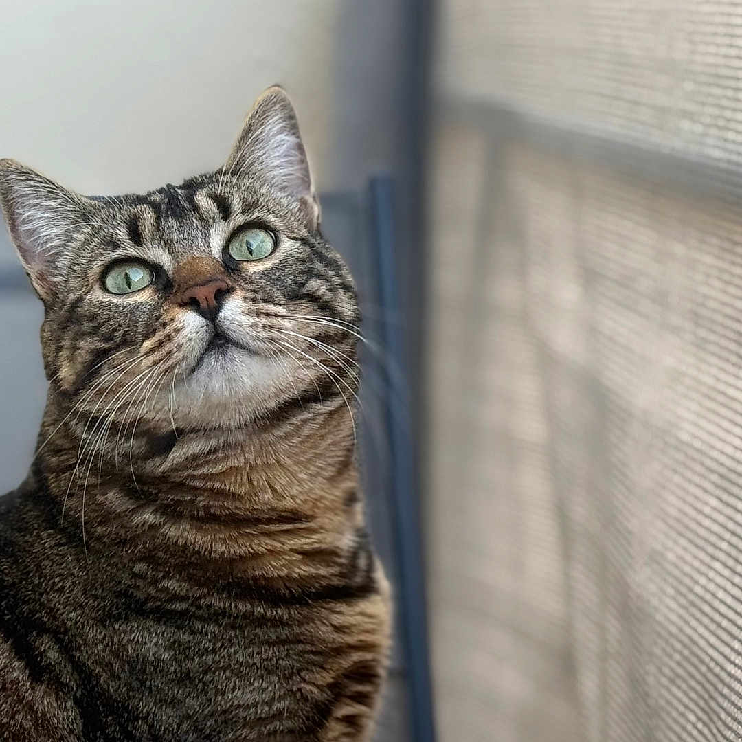 Balia participe au concours pour gagner de l'argent avec cette photo : animal, calm, cat, close_up, cute, domestic_cat, feline, fur, green_eyes, indoor, looking_up, mesh_screen, pet, portrait, sitting, soft_light, striped_fur, tabby_cat, whiskers, window