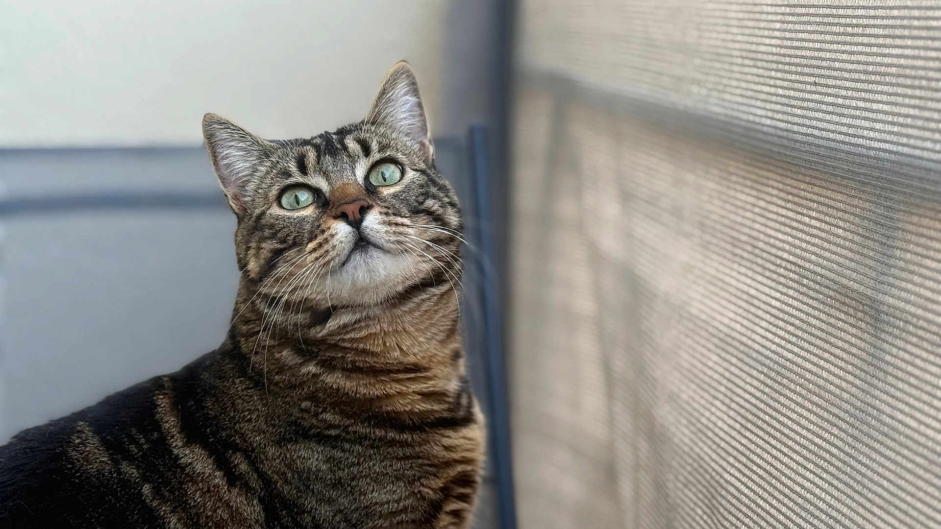 Balia participe au concours pour gagner de l'argent avec cette photo : cat, tabby_cat, indoor, green_eyes, close_up, pet, feline, whiskers, fur, looking_up, mesh_screen, window, soft_light, animal, portrait, domestic_cat, striped_fur, cute, sitting, calm
