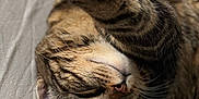 Balia participe au concours pour gagner de l'argent avec cette photo : cat, tabby, paw, whiskers, fur, closeup, relaxed, stretching, pet, animal, sleepy, soft, bed, domestic, cute, feline, resting, indoor, cozy, mammal