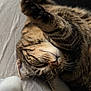 cat, tabby, paw, whiskers, fur, closeup, relaxed, stretching, pet, animal, sleepy, soft, bed, domestic, cute, feline, resting, indoor, cozy, mammal