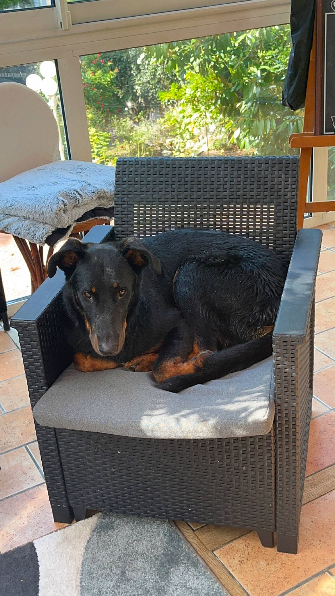 Toscane participe au concours pour gagner de l'argent avec cette photo : canidae, carnivore, comfort, companion_dog, dog, dog_breed, flooring, guard_dog, hardwood, liver, montenegrin_mountain_hound, outdoor_furniture, pet_supply, plant, rectangle, sporting_group, tree, wood, working_animal, working_dog
