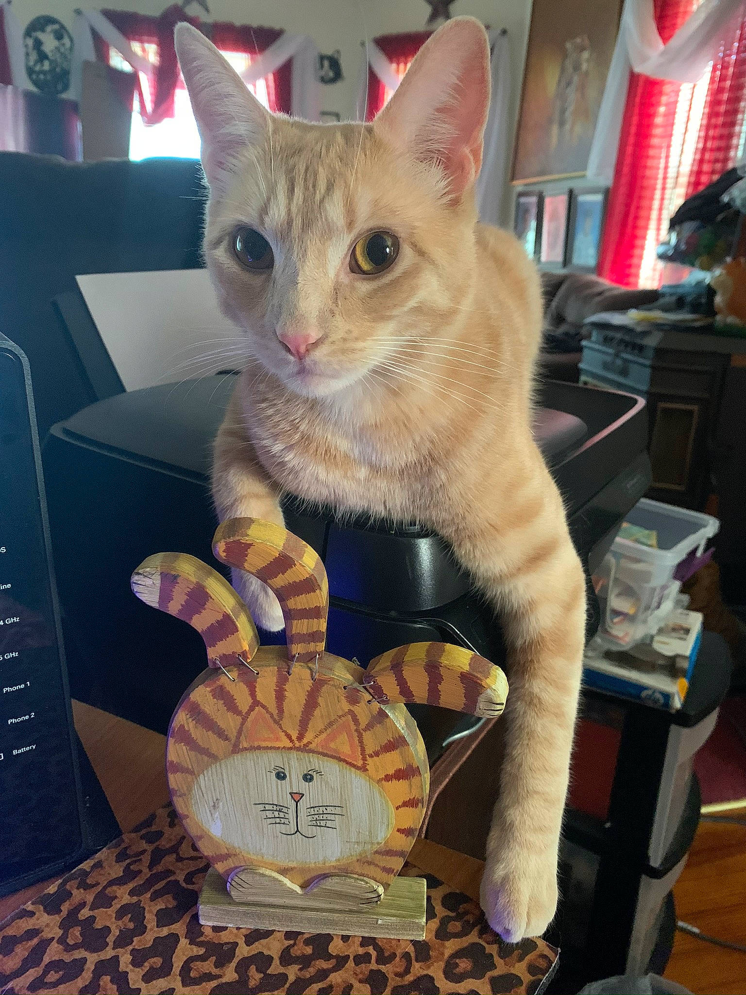 Jagger joined the competition — help win amazing prizes! box, carnivore, cat, domestic_short_haired_cat, felidae, fur, paw, small_to_medium_sized_cats, tail, whiskers, wood