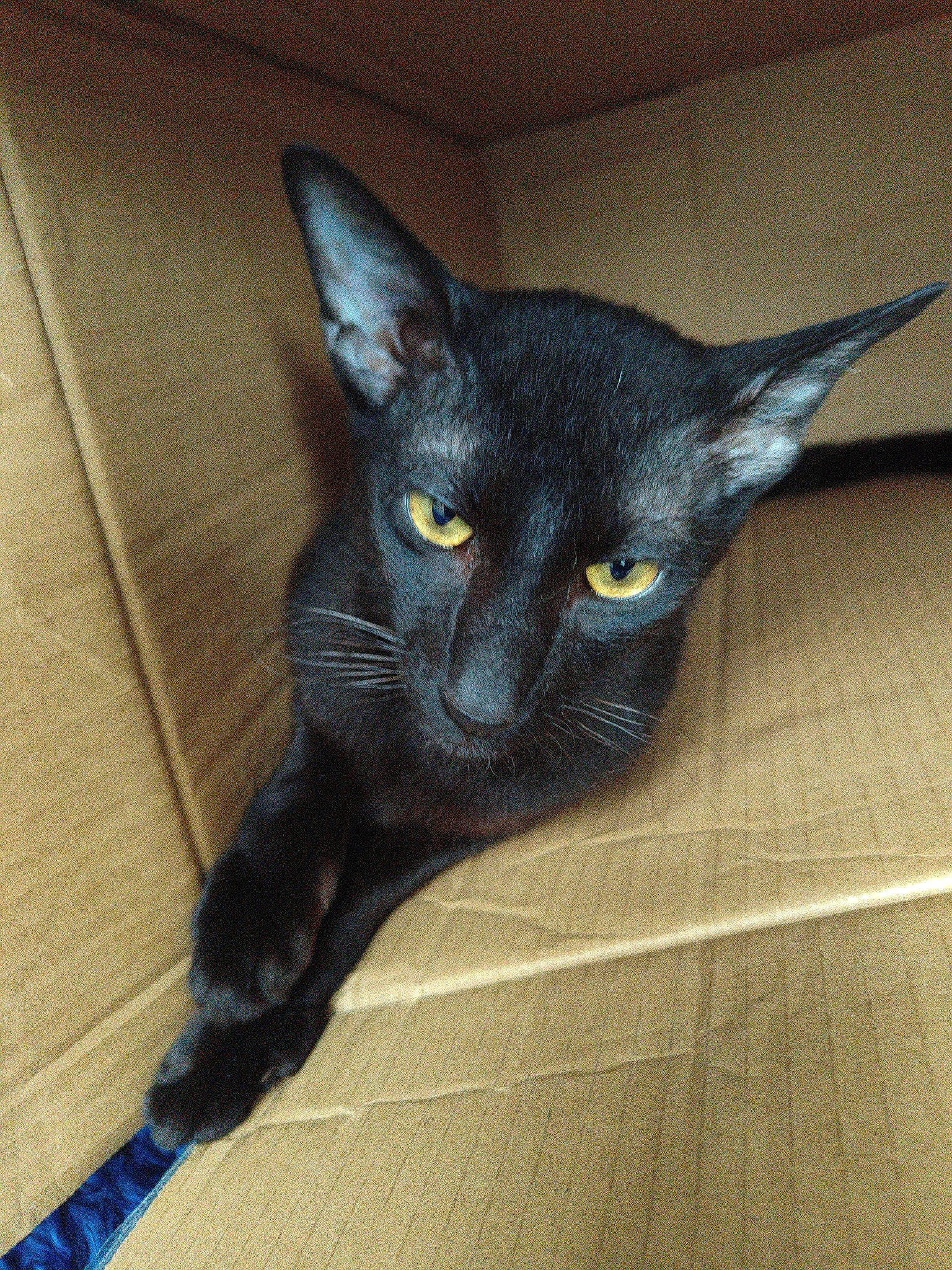 Zues is registered to the contest to win money with this photo: black_cat, bombay, carnivore, cat, domestic_short_haired_cat, felidae, flooring, fur, hardwood, havana_brown, paw, small_to_medium_sized_cats, snout, tail, tile_flooring, whiskers, wood