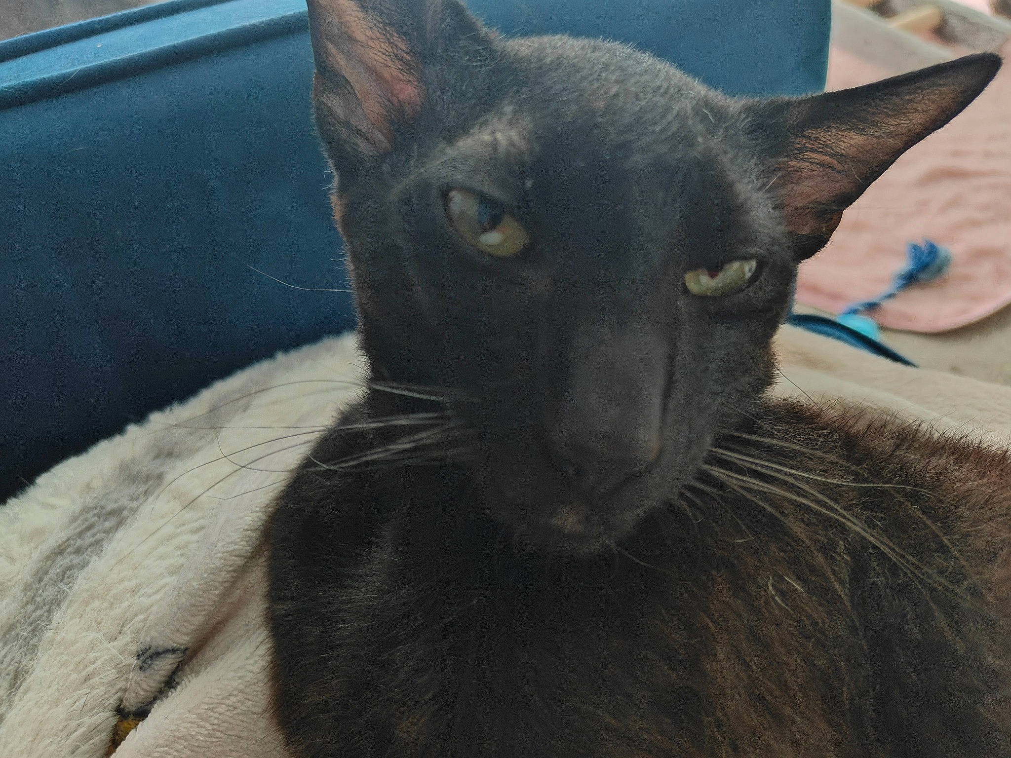 Zues is registered to the contest to win money with this photo: bombay, carnivore, cat, comfort, domestic_short_haired_cat, electric_blue, felidae, fur, grey, small_to_medium_sized_cats, snout, terrestrial_animal, whiskers