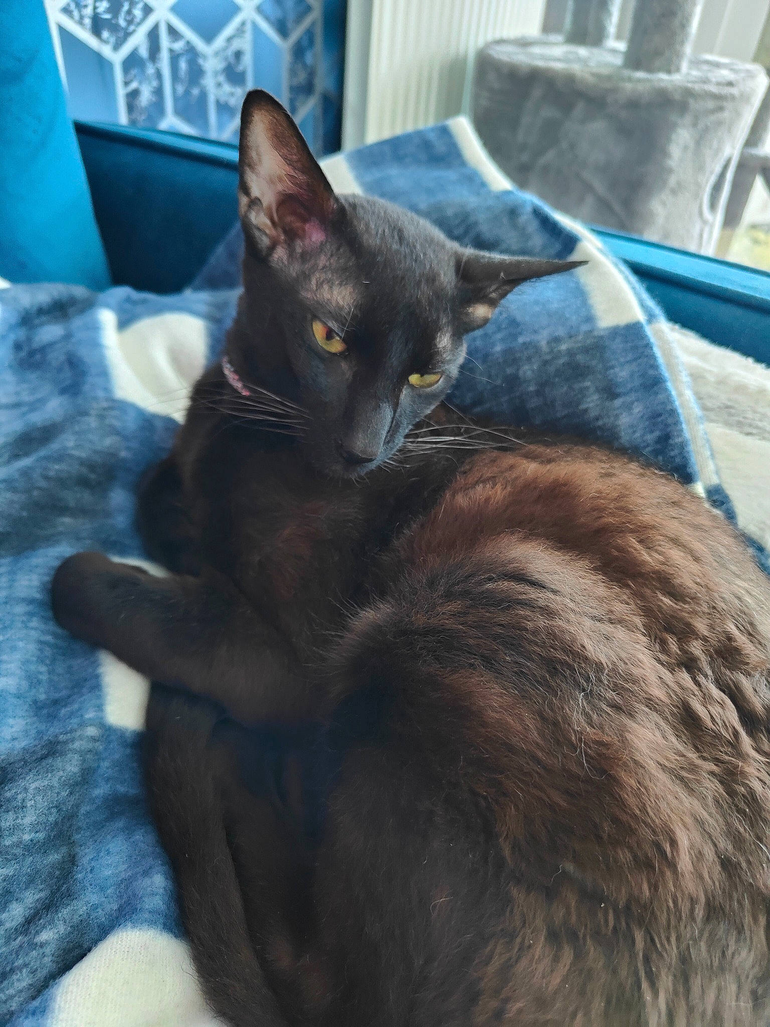 Zues is registered to the contest to win money with this photo: black_cat, blue, bombay, carnivore, cat, claw, comfort, dog_breed, domestic_short_haired_cat, eye, felidae, fur, grey, havana_brown, sitting, small_to_medium_sized_cats, snout, tail, terrestrial_animal, whiskers