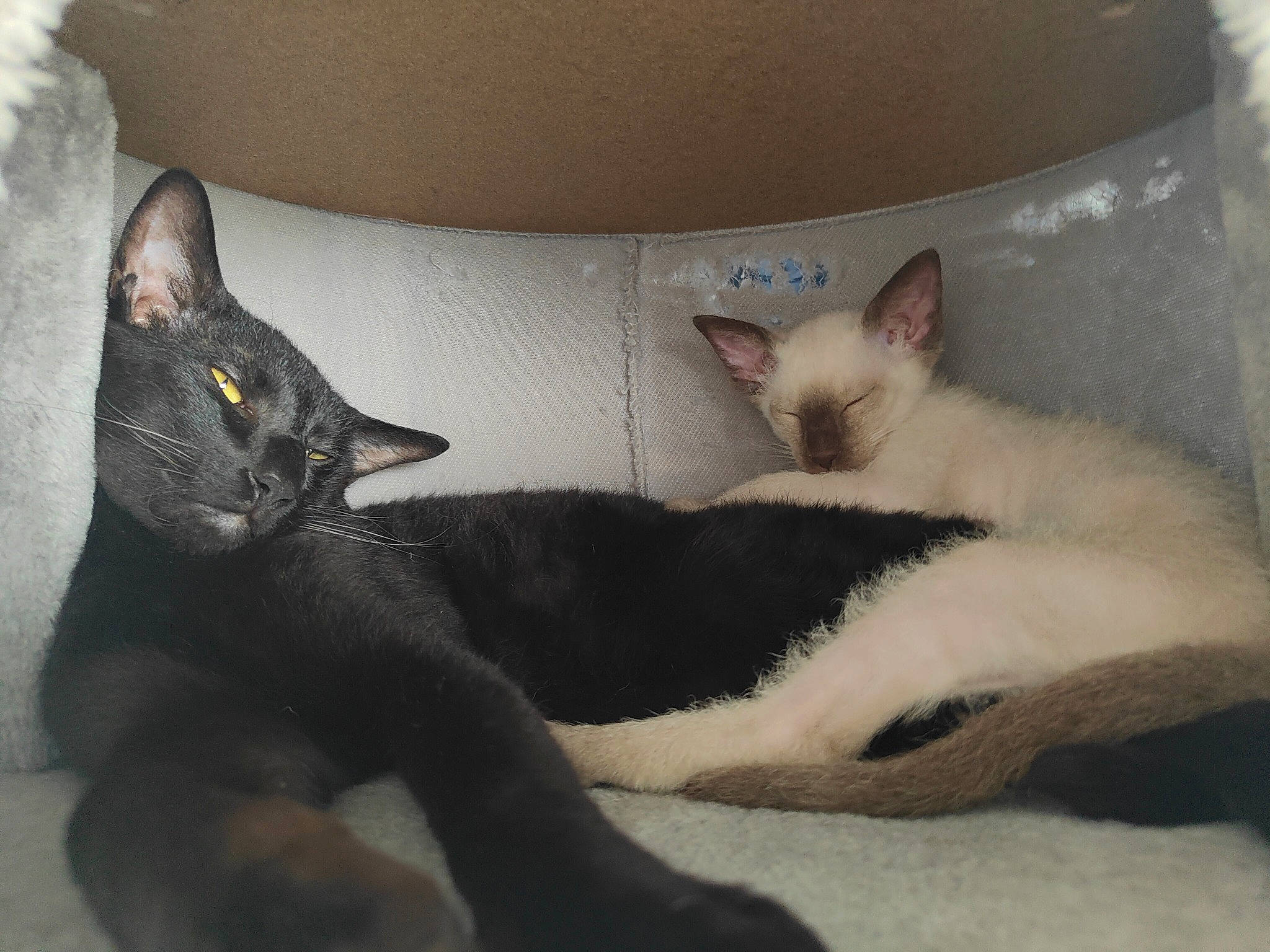 Zues is registered to the contest to win money with this photo: carnivore, cat, cat_bed, cat_supply, claw, comfort, couch, domestic_short_haired_cat, fawn, felidae, fur, grey, linens, mammal, paw, small_to_medium_sized_cats, snout, tail, vertebrate, whiskers