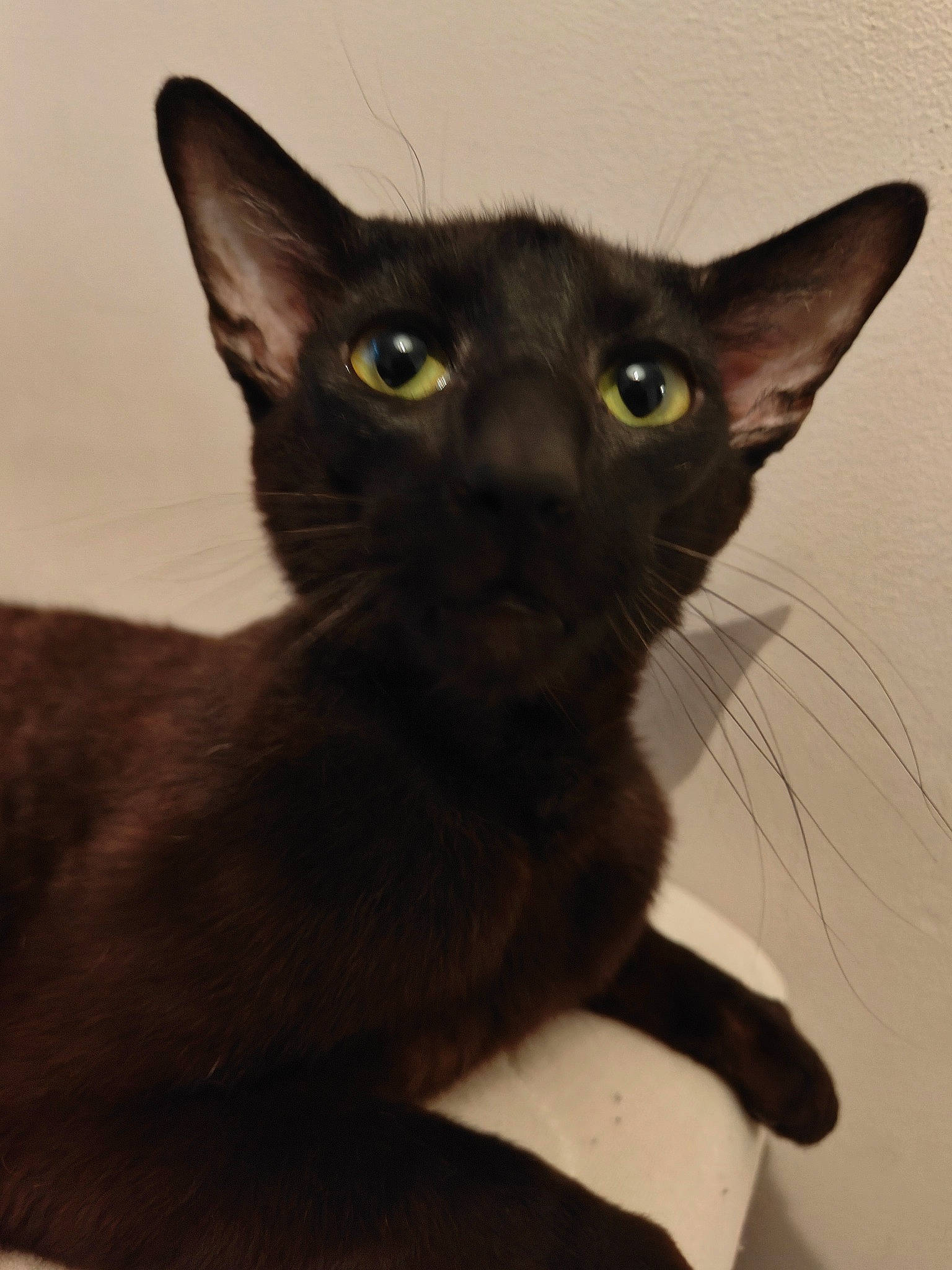 Zues joined the competition — help win amazing prizes! black_cat, carnivore, cat, domestic_short_haired_cat, ear, felidae, fur, havana_brown, small_to_medium_sized_cats, snout, whiskers